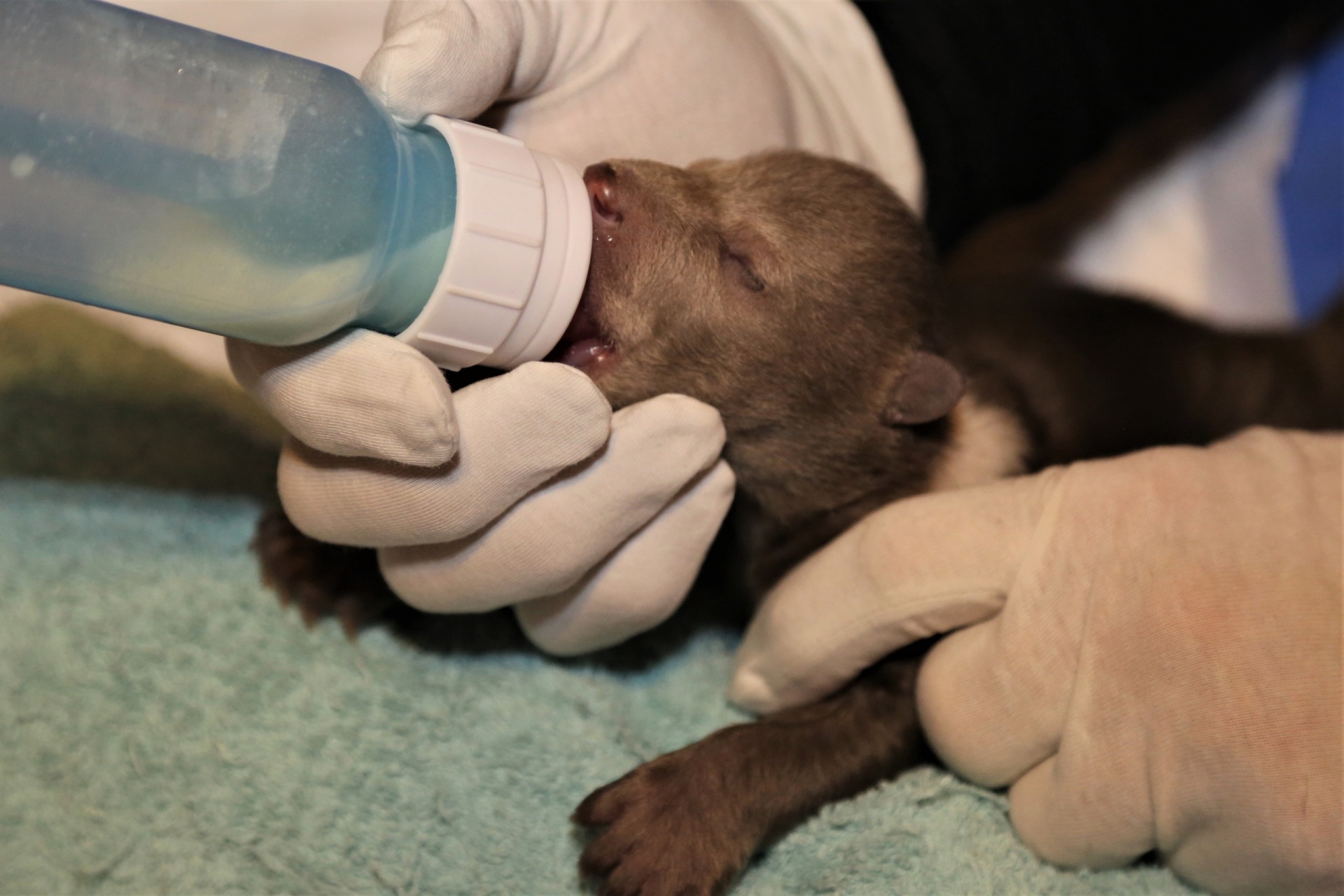 новорожденные медвежата фото размер