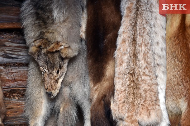 В Сыктывдинском районе волк утащил собаку	