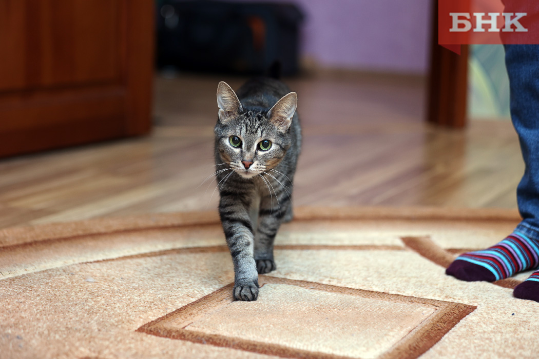 Суд запретил кошке свободно передвигаться по квартире