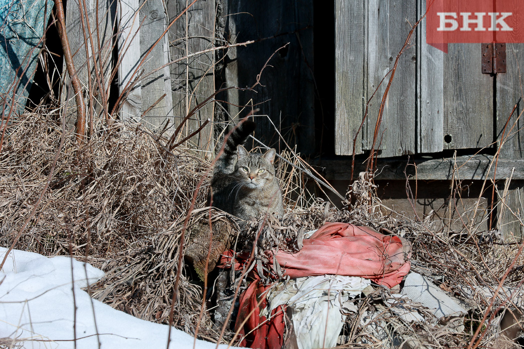 Какой будет погода в Коми 20 апреля