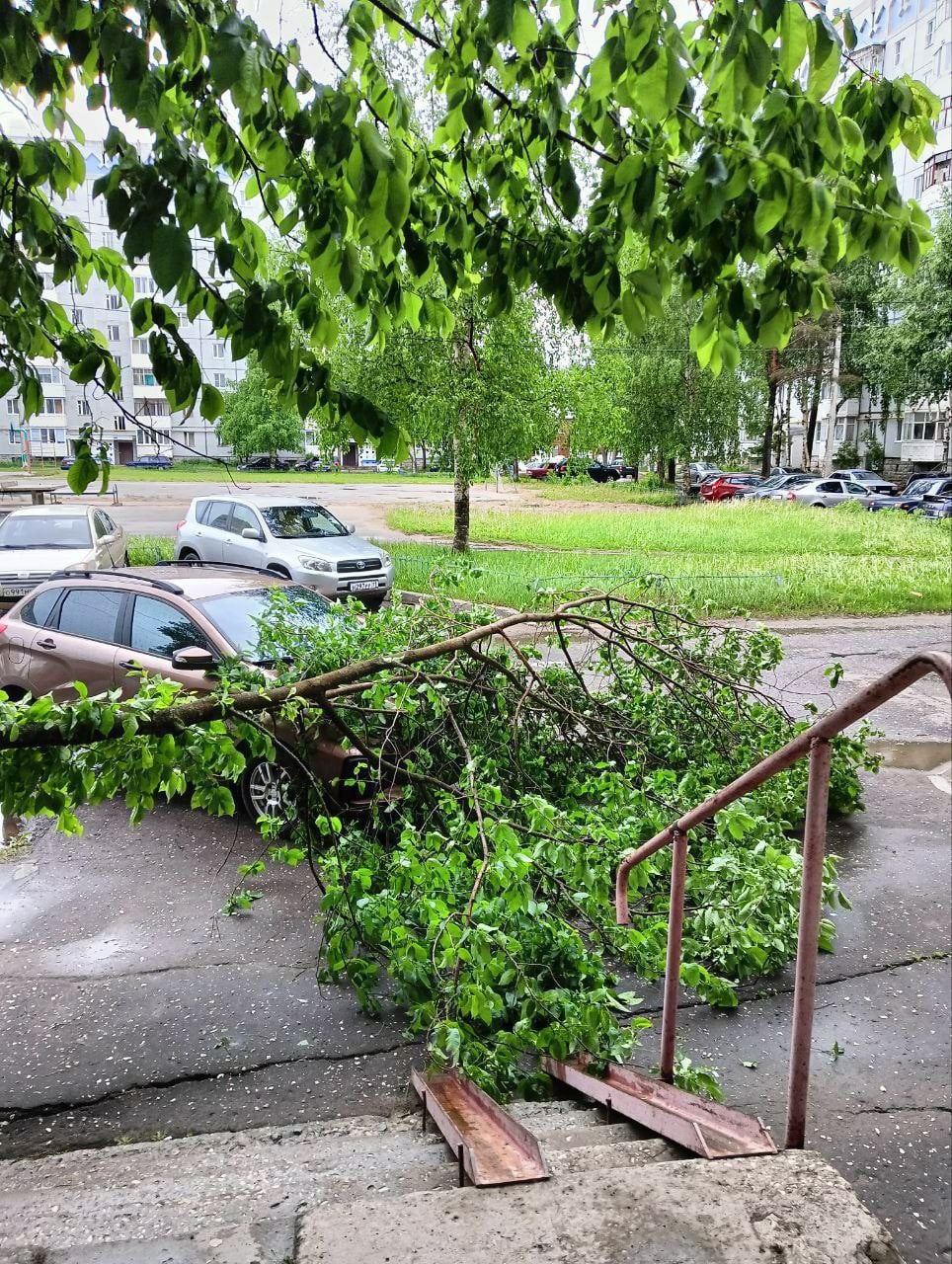 В Сыктывкаре сильный ветер ронял деревья и столбы « БНК