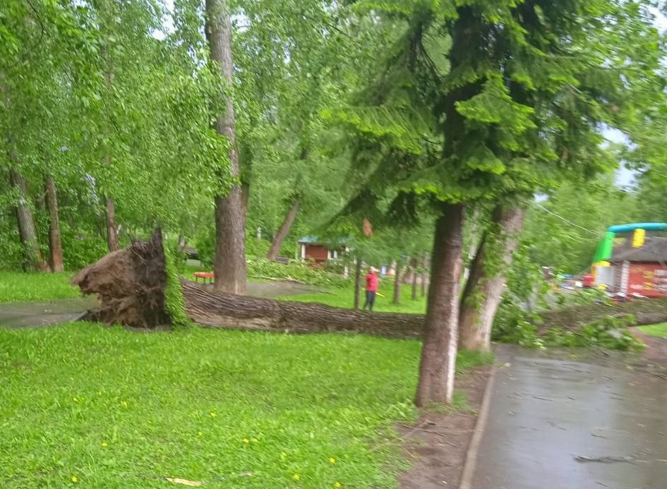 В Сыктывкаре сильный ветер ронял деревья и столбы