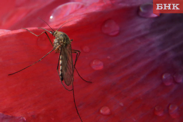 Защита от комаров на природе и открытом воздухе: выбор лучшего средства