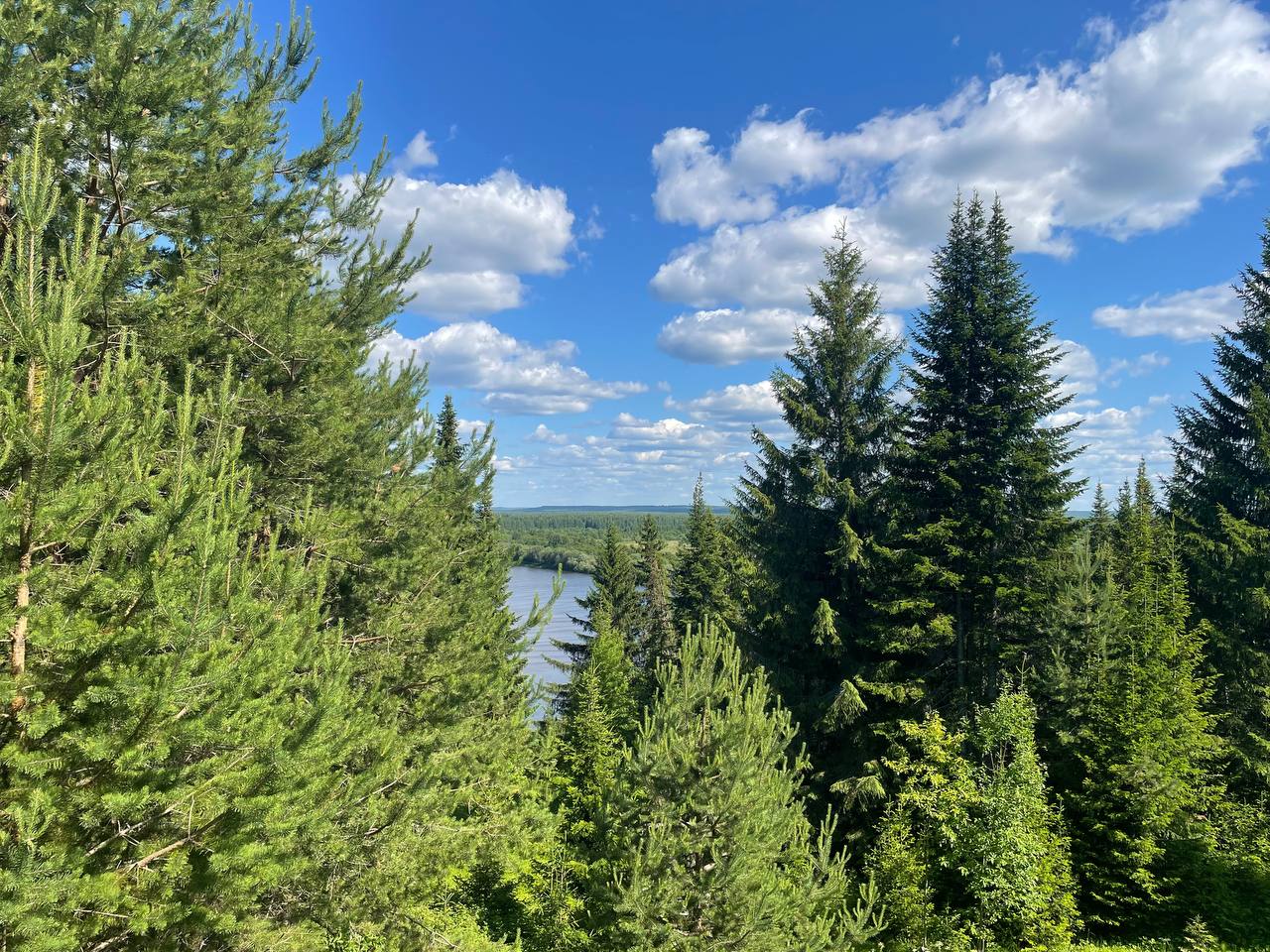 Лесной представитель. Сосновый лес Сыктывкар. In Forest Сыктывкар.