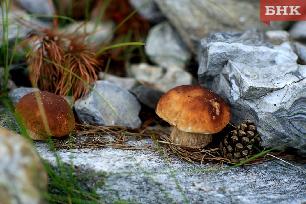 В Коми потеплеет до плюс 24 градусов