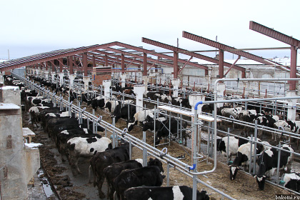 Как построить сарай для коров или общие принципы строительства