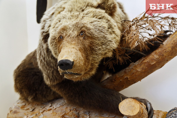 В Сосногорске отменили карантин, введенный год назад из-за больного медведя
