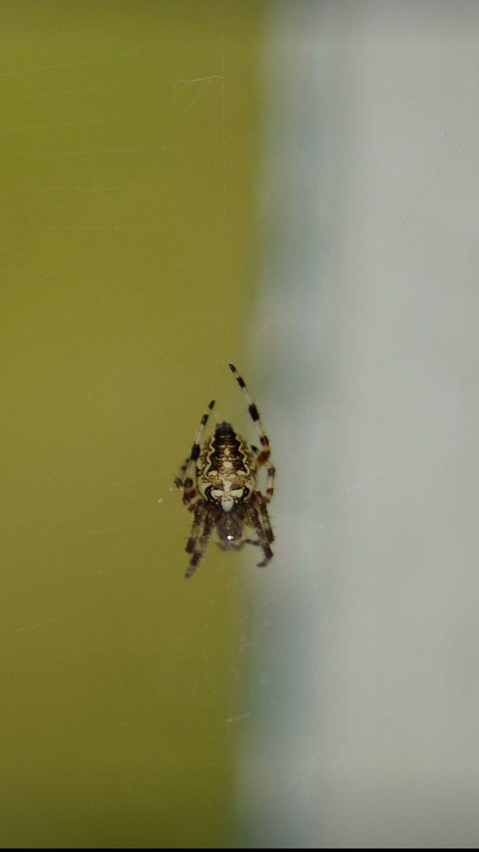 
Ученый Елена Панюкова о крестовиках: «Если будете мучить бедного паука, он будет защищаться»