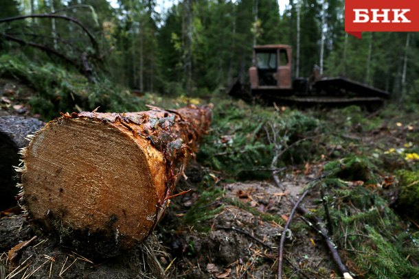 В печорском поселке незаконно вырубили 19 сосен