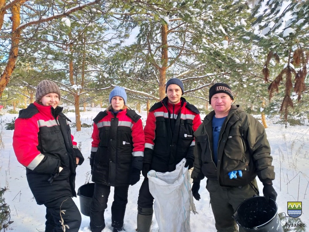 «Лузалес» собрал «урожай» шишек для лесовосстановления