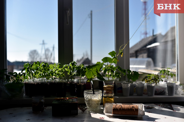 Как предотвратить выпревание рассады