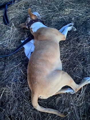 В Сыктывдинском районе полиция проверит информацию о живодере