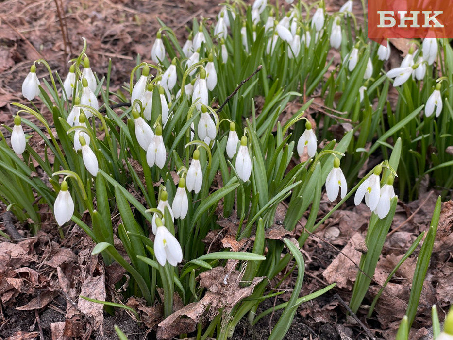 Весна в северном городе: в Сыктывкаре распустились подснежники и крокусы