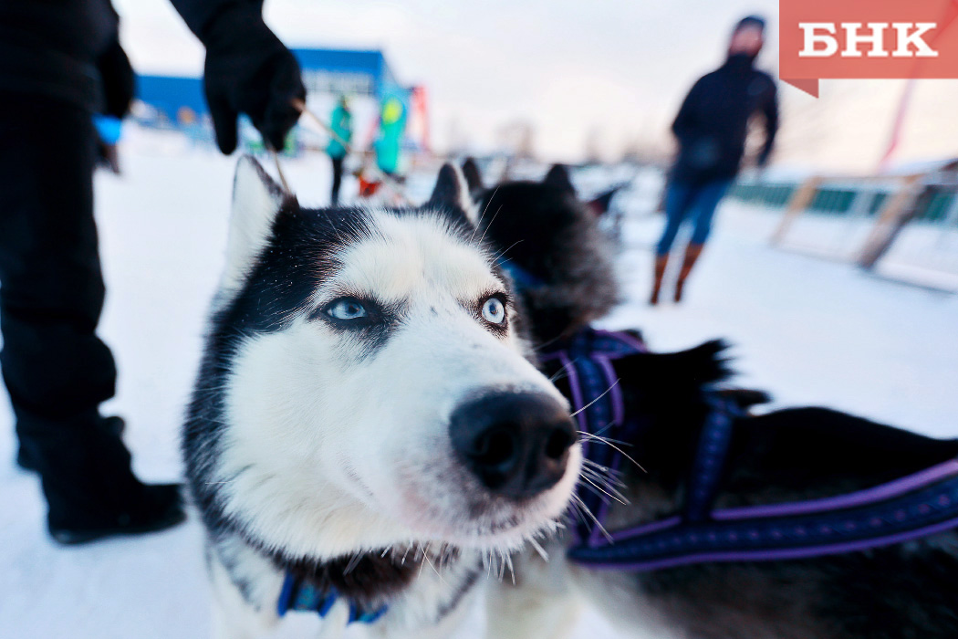 Ветеринар назвала самые воющие породы собак
