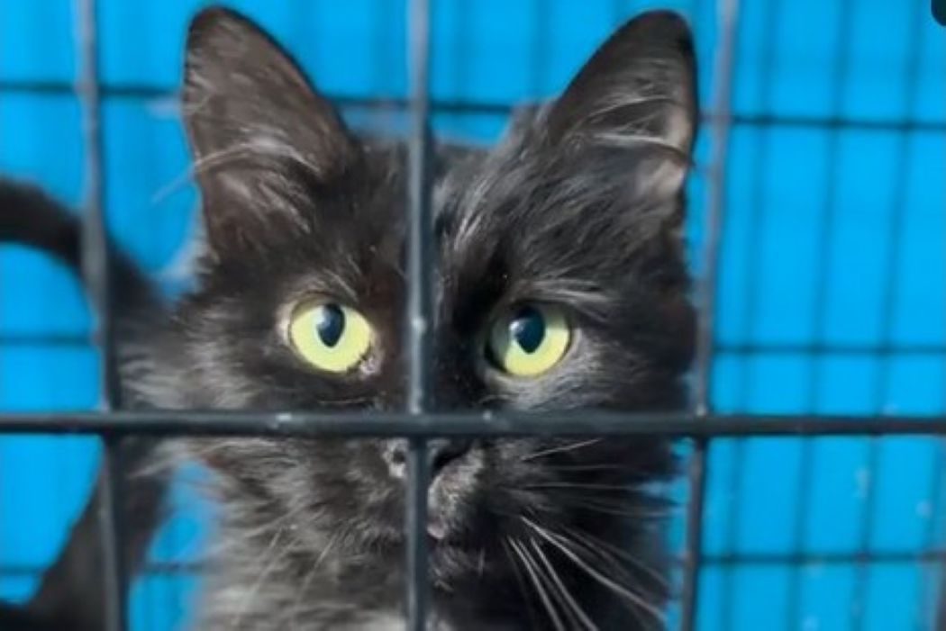 Прибывших в Сыктывкар фронтовых котов предложили назвать Искандерами и Ланцетами