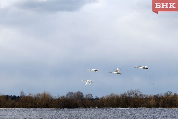 В республику возвращаются краснокнижные перелетные птицы