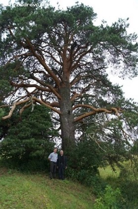 Древняя сосна из Коми поборется за звание главного дерева России