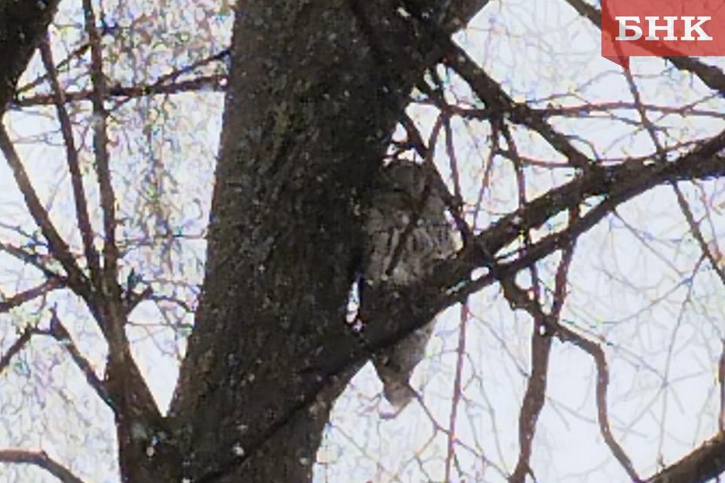 Народный корреспондент: «В Сыктывкаре сова следит за детским садом»