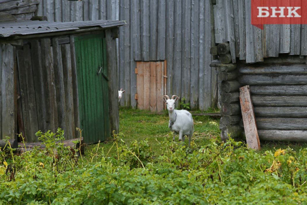 Подоить козу, убрать навоз, изготовить масло и попробовать мед: что предлагают туристам фермы в Коми