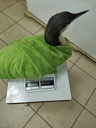 Спасенная в Коми редкая птица набирает вес