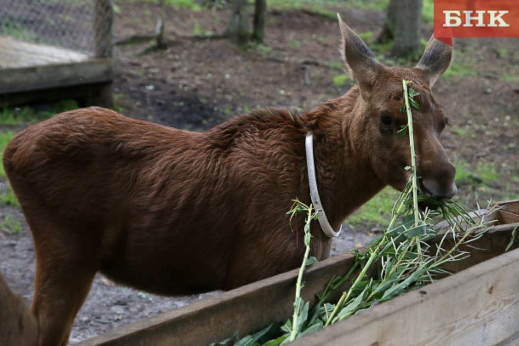 Лосеферму Печоро-Илычского заповедника ждет обновление