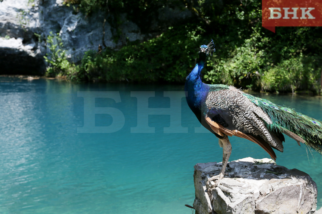 Печорец поверил, что «спрятал» прибыль на Филлипинах