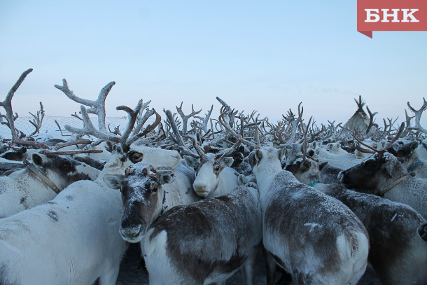 В Инте создают единое оленеводческое госпредприятие