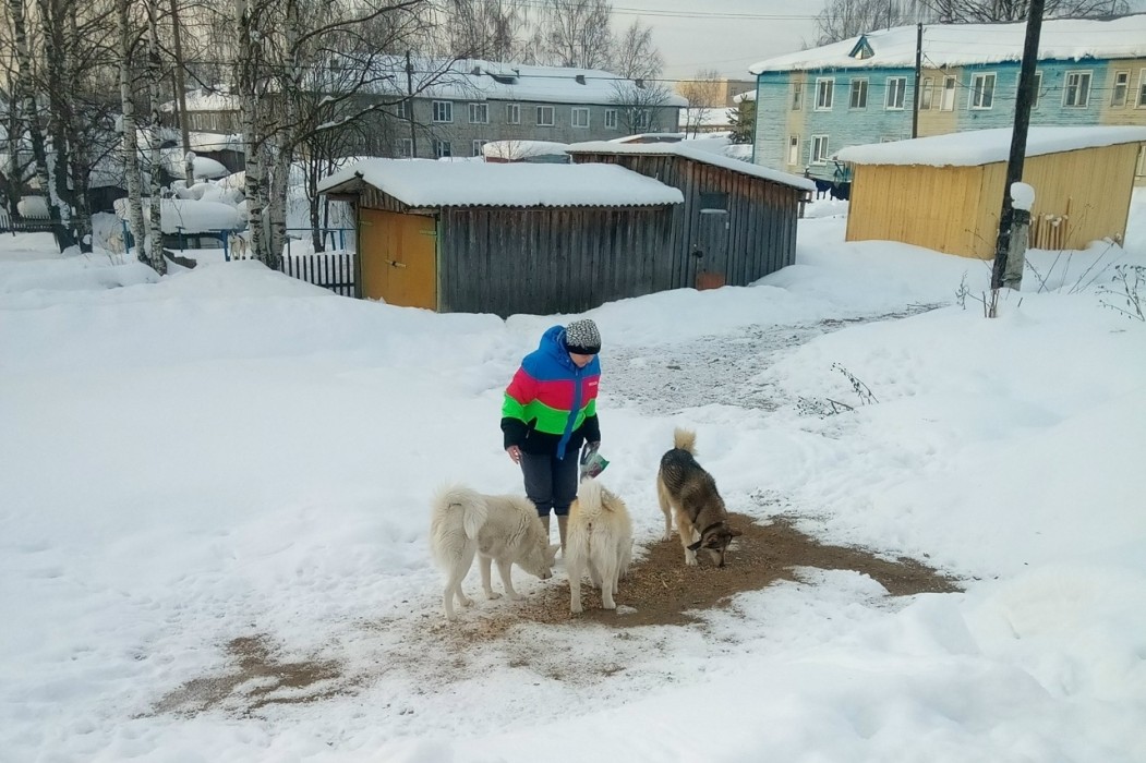 Народный корреспондент: «В Визинге улицу захватили собаки»