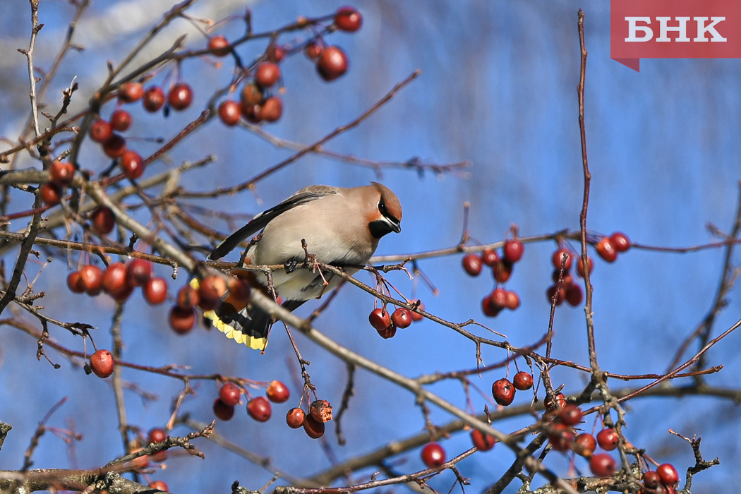 Зима не сдается: в Коми сохраняются 30-градусные морозы