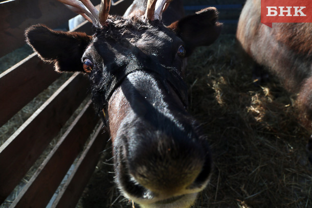В Инте после двухлетнего перерыва устроят гонки на оленьих упряжках