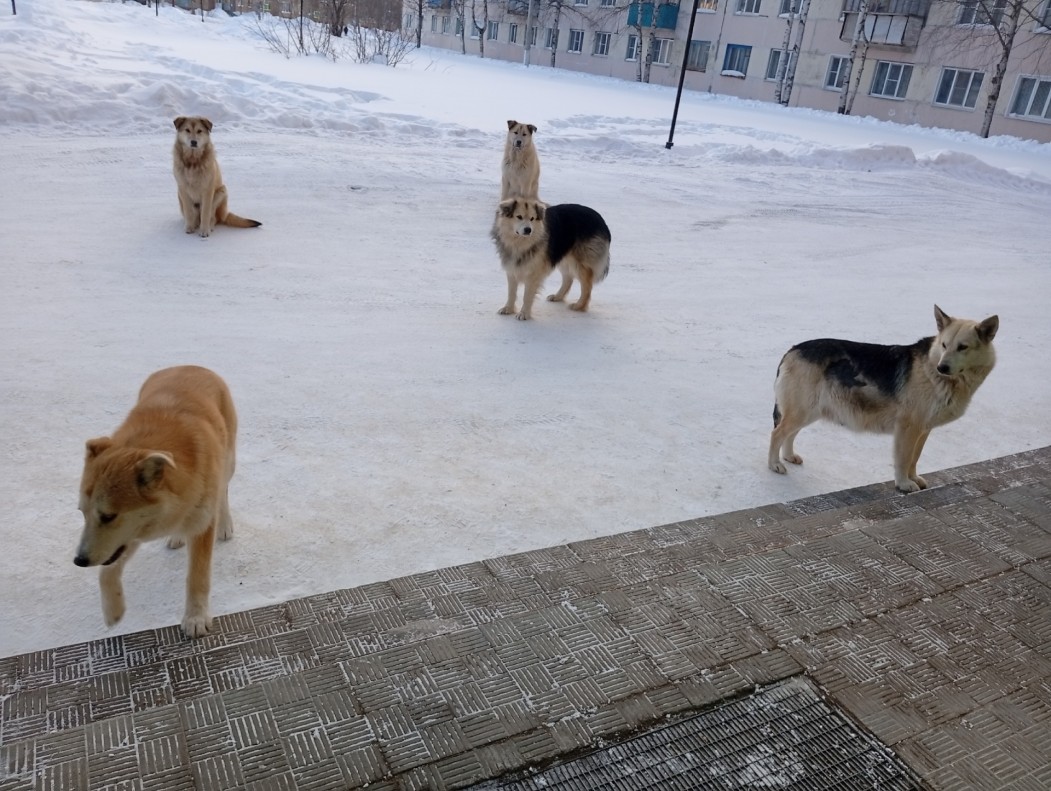 Власти Вуктыла заплатили 2 миллиона рублей пострадавшим от укусов собак людям