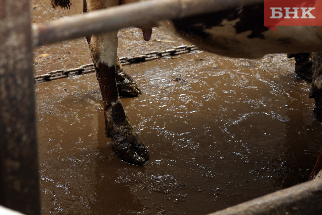 Ферма в Коми не смогла оспорить многомиллионную выплату за стекший в лес навоз