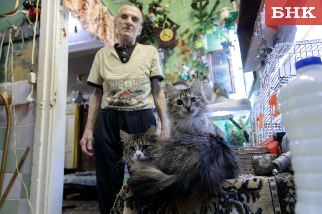 Кошкам из «приюта» воркутинца Петровича ищут новых хозяев