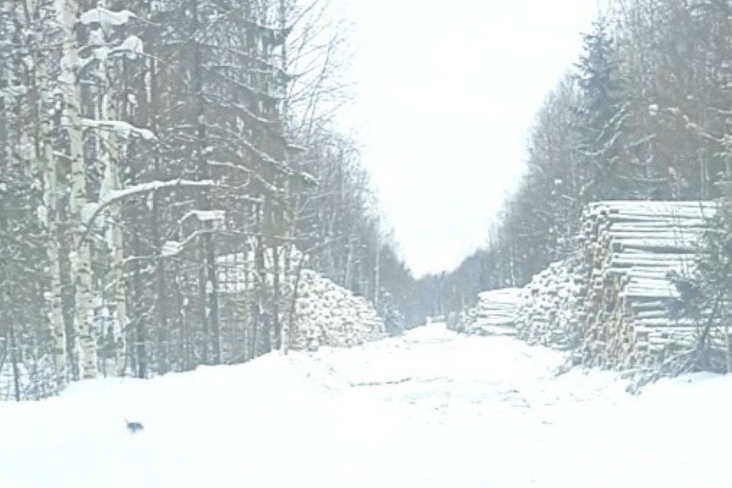 Жители Койгородского района обеспокоены складированием леса вдоль дороги