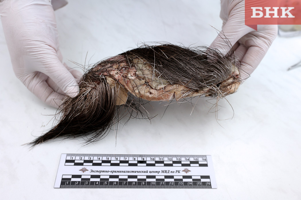 Охотника из Москвы наказали за добычу лося в Коми