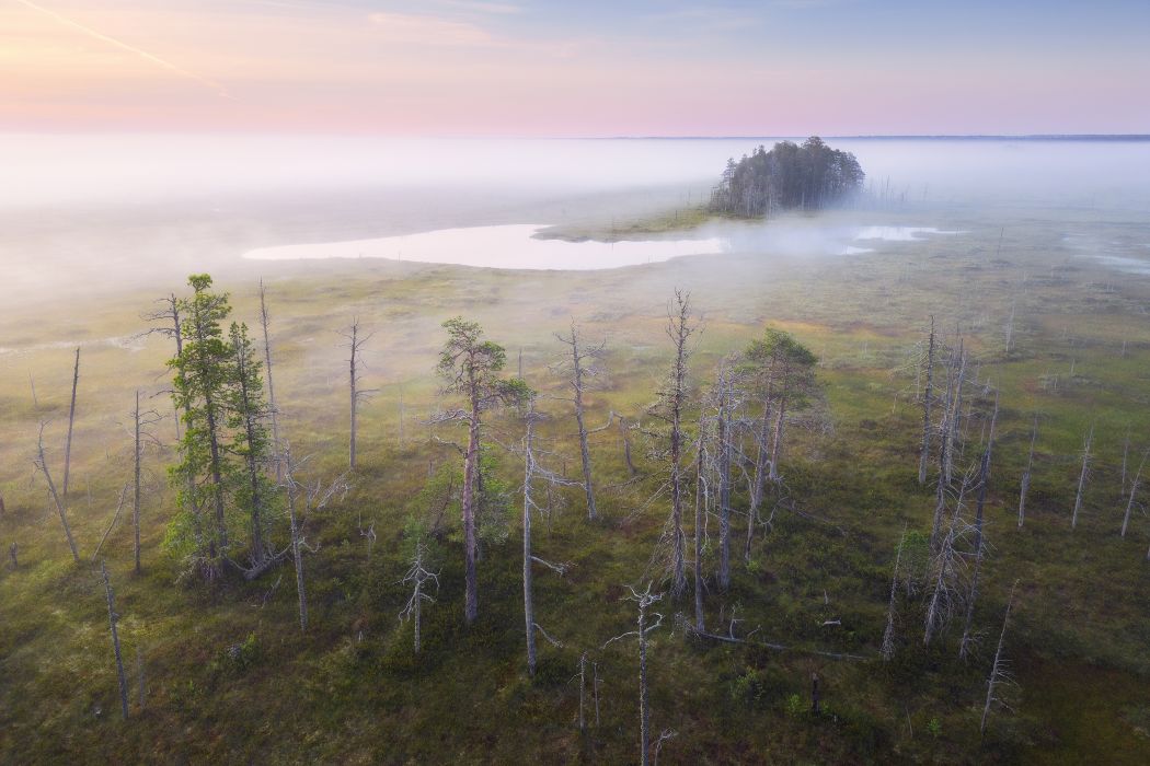 «Чистые и таинственные»: фотографии усть-куломских болот оценили на федеральном уровне