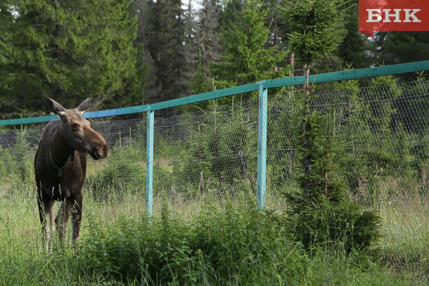 Директор Печоро-Илычского заповедника представил план «новой жизни» первой в мире лосефермы