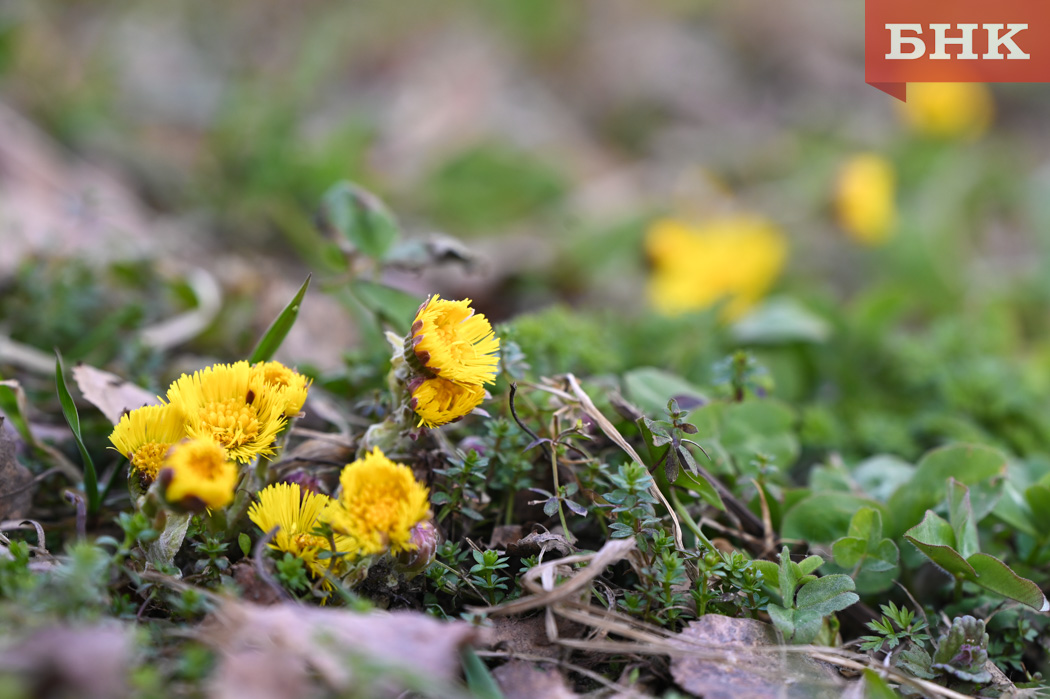 В Коми местами ожидается мокрый снег