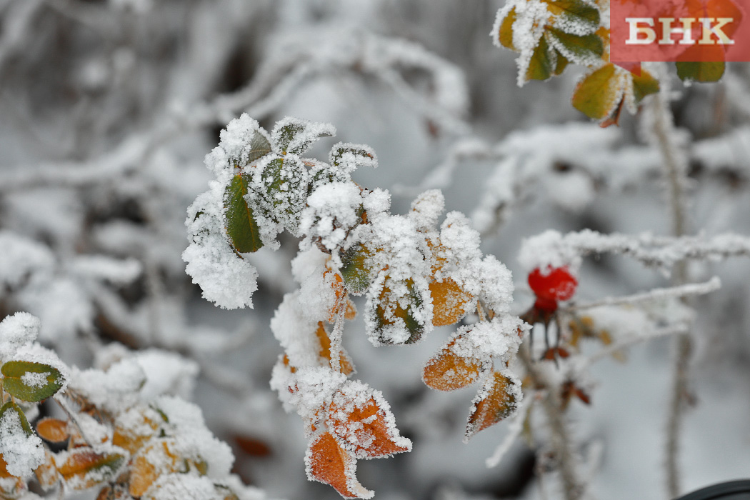 Как зима и резкая оттепель повлияла на плодовые растения