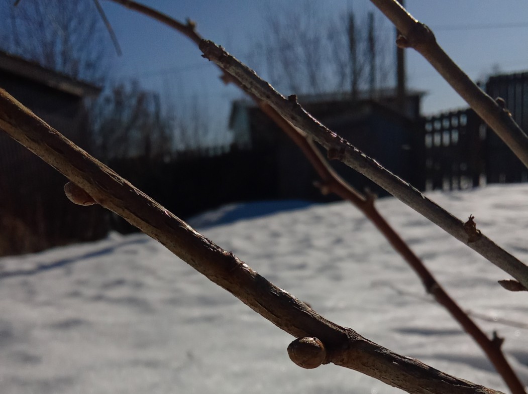 Как уберечь плодово-ягодные растения от вредителей и болезней