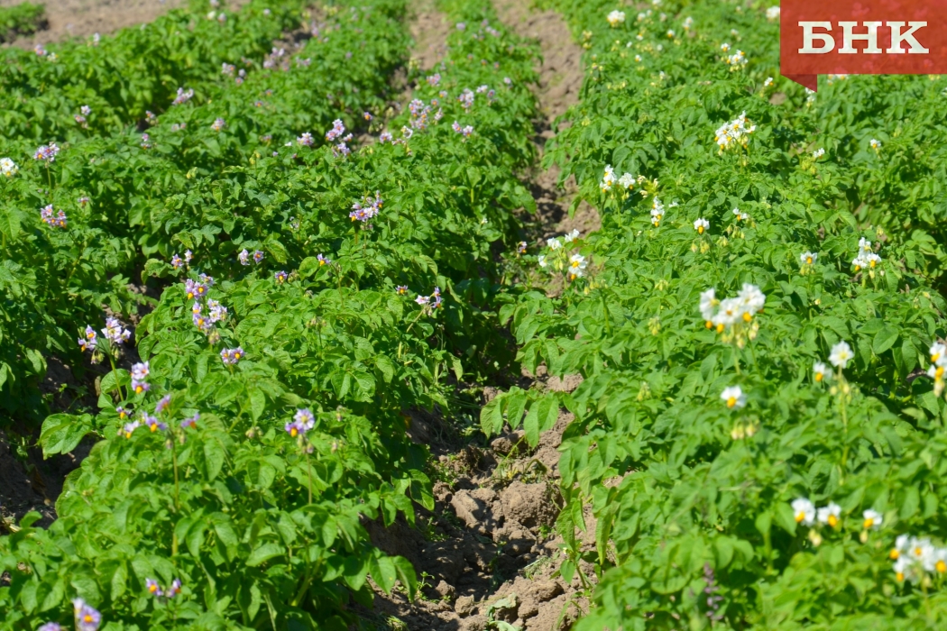 Май решит судьбу вредителей картофеля в Коми