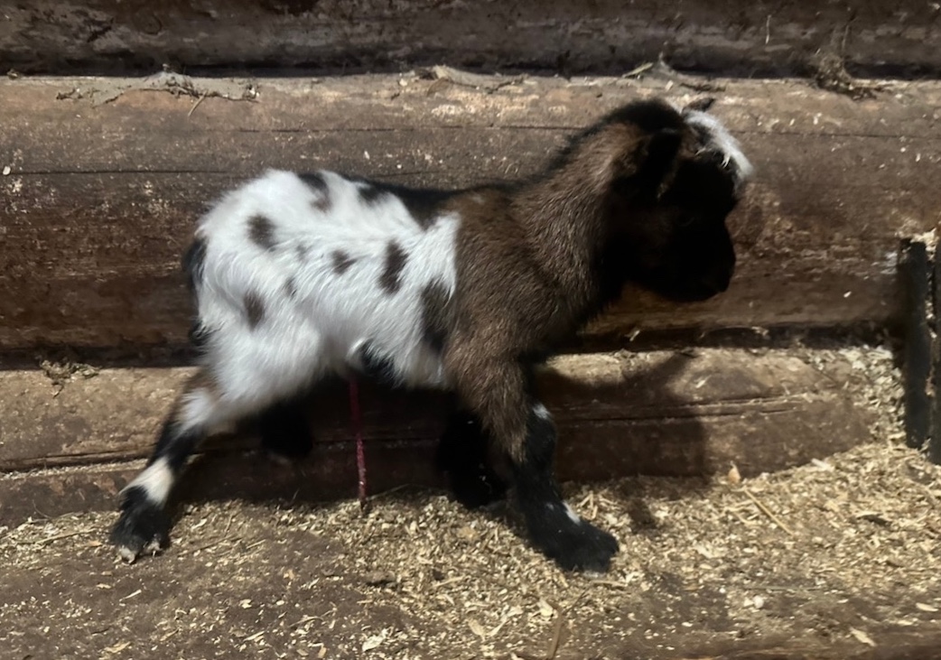 Под Сыктывкаром в «экстремальных» условиях родились два карликовых козленка