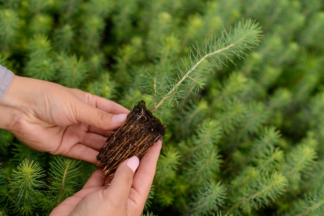 Сыктывкарский ЛПК подвел итоги лесовосстановления в 2025 году