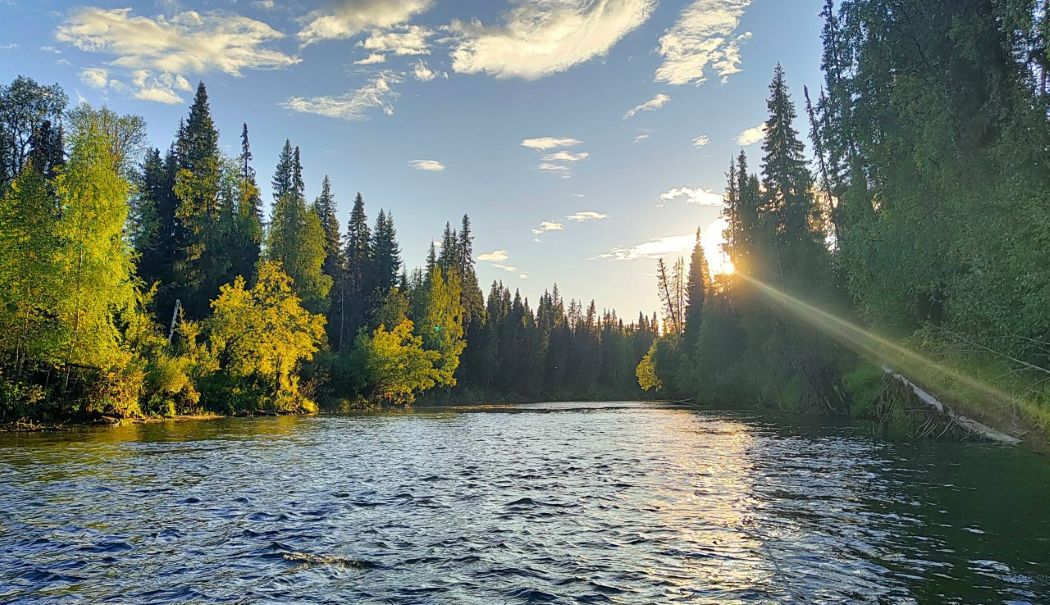 «Боксит Тимана» поможет региональным ученым продолжить исследование редких видов растений и животных Коми