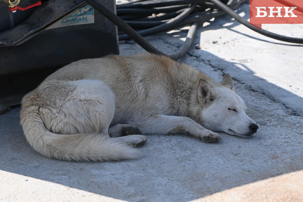Пострадавшему от укуса собаки юному сосногорцу выплатят 80 тысяч рублей