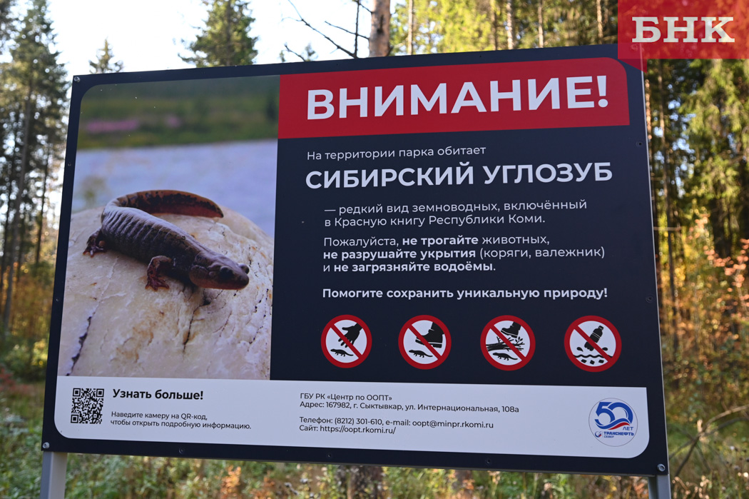 Сыктывкарцев предупредили о необычной «группировке» в Беличьем парке