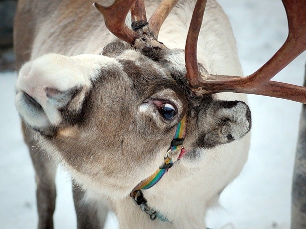 1302202248_reindeer.jpg