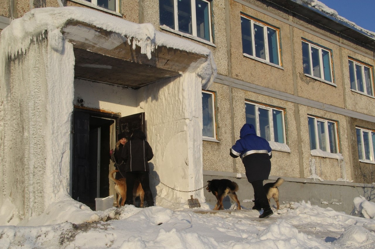 Воркутинский приют для бездомных животных принял первых постояльцев « БНК