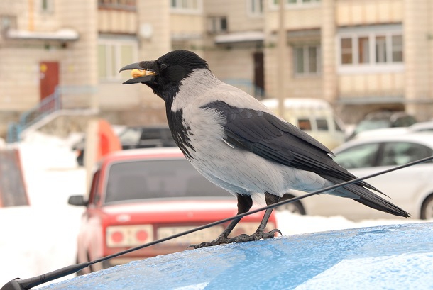 Картинки городские птицы