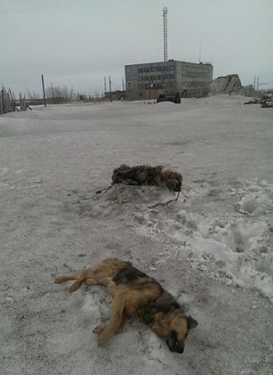 Пускай собаку в кровать бери собаку везде